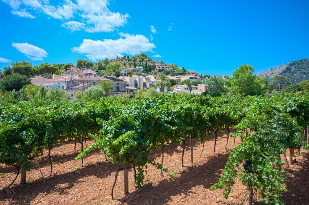 Rutas del Vino de Mallorca